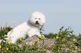 BICHON FRISE 247